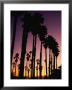 Silhouetted Palm Trees At Sunset by Marc Moritsch Limited Edition Print