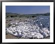Swannery Of Mute Swans, Abbotsbury, Dorset, England by Nik Wheeler Limited Edition Print