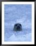 Harbor Seal In Brash Ice Near Chenega Glacier, Prince William Sound, Alaska, Usa by Hugh Rose Limited Edition Print