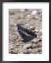 Butterfly, Gombe National Park, Tanzania by Kristin Mosher Limited Edition Print