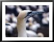 Gannet In Bonaventure Ile, Quebec, Canada by Stuart Westmoreland Limited Edition Print