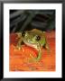 Amani Forest Tree Frog, Tanzania by Marian Bacon Limited Edition Print
