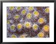 Coral Detail, St. Johns Reef, Red Sea by Mark Webster Limited Edition Pricing Art Print