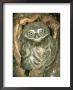 Little Owl, Juvenile, England by Les Stocker Limited Edition Print