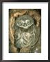 Little Owl, Juvenile, England by Les Stocker Limited Edition Pricing Art Print