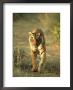 Bengal Tiger, 24 Month Male, India by Mike Powles Limited Edition Pricing Art Print