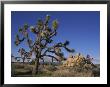 Joshua Tree, Joshua Tree National Park, California, Usa by Mark Hamblin Limited Edition Print