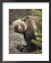Close Portrait Of A Grizzly Bear by Michael S. Quinton Limited Edition Print