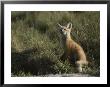 Red Fox Kit, Red Rocks National Wildlife Refuge, Montana by Raymond Gehman Limited Edition Print