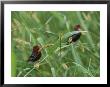 Strawberry Finches, An Introduced Species, Sitting In Tall Grass by Tim Laman Limited Edition Print
