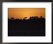 Silhouetted Camels by James L. Stanfield Limited Edition Print