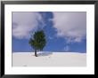 A Lone Whitebark Pine Tree On A Snowy Hill by Raymond Gehman Limited Edition Pricing Art Print