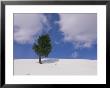 A Lone Whitebark Pine Tree On A Snowy Hill by Raymond Gehman Limited Edition Print