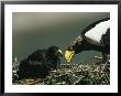 Mother Stellers Sea Eagle Feeds Pieces Of Fish To Her Eaglet by Klaus Nigge Limited Edition Print