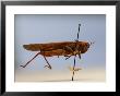 An Extinct Rocky Mountain Locust In A Display by Joel Sartore Limited Edition Print