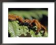 Close-Up Of Tarantula On Fern, Madagascar by Daisy Gilardini Limited Edition Print