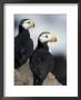 Horned Puffins, St. Paul Island, Alaska, Usa by William Sutton Limited Edition Print