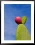 Cactus In The Desert, Peru by Keren Su Limited Edition Print