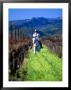 Equestrian Riding In A Vineyard, Napa Valley Wine Country, California, Usa by John Alves Limited Edition Print
