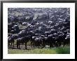 Migrating Wildebeest (Connochaetes Taurinus), Ngorongoro Conservation Area, Arusha, Tanzania by Mitch Reardon Limited Edition Print