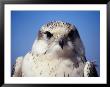 Portrait Of Saker Falcon, Qasr Ibn Wardan, Syria by Mark Daffey Limited Edition Print