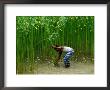 Farmer Harvesting Jute, Tangail,Dhaka, Bangladesh by Richard I'anson Limited Edition Pricing Art Print