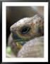 Profile Of Giant Tortoise, La Galapaguera, Ecuador by Paul Kennedy Limited Edition Print