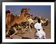 Official Starter Runs Away From Camels At Start Of Race At Kuwait Camel Racing Club, Kuwait by Mark Daffey Limited Edition Print