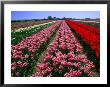 Field Of Tulips, Leiden, Netherlands by John Elk Iii Limited Edition Print