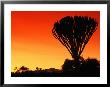 Giant Cactus Tree At Sunset, Lake Naivasha, Kenya by Anders Blomqvist Limited Edition Print
