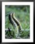Rival Male Snakes Fighting Each Other In Eastern Madagascar, Madagascar by David Curl Limited Edition Print