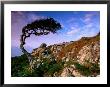 Wind-Sculpted Tree On Rocky Hillside, Connemara, Ireland by Richard Cummins Limited Edition Print