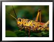 Grasshopper In Florida Everglades, Everglades National Park, Florida, Usa by Greg Johnston Limited Edition Print