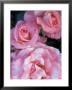 Pink Rose Trio At Bellevue Botanical Garden, Washington, Usa by Jamie & Judy Wild Limited Edition Print