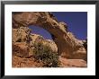 Hickman Bridge With Utah Juniper, Capitol Reef National Park, Utah, Usa by Jamie & Judy Wild Limited Edition Print