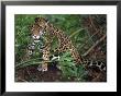 Jaguar, Belize by Lynn M. Stone Limited Edition Pricing Art Print