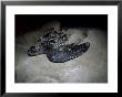 Leatherback Sea Turtle, Digging, Mexico by Patricio Robles Gil Limited Edition Print