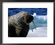 Walrus, Sunbathing, Nunavut, Canada by Gerard Soury Limited Edition Print