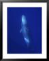 Sperm Whale, Upside Down Underwater, Azores, Portugal by Gerard Soury Limited Edition Print