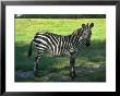 Zebra In Pasture, North Florida by Pat Canova Limited Edition Pricing Art Print