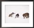 Mountain Lion, With Cubs In Snow, Usa by Mary Plage Limited Edition Print