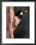 Acorn Woodpecker On A Tree by Fogstock Llc Limited Edition Print