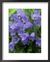 Campanula Cochlearifolia Syn. C. Bellardii, C. Pusilla (Fairys Thimble) by Mark Bolton Limited Edition Print