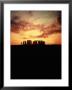 Sunset Behind Stonehenge, England by Terry Why Limited Edition Print