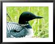 Common Loon On Nest, Quebec, Canada by Philippe Henry Limited Edition Print