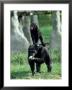 Chimpanzee, Baby Stands On Mothers Back, Zoo Animal by Stan Osolinski Limited Edition Print