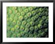A Close View Of Star Coral, Monastrea Cavernosa by Bill Curtsinger Limited Edition Print