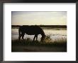 Chincoteague Pony Feeding On Marsh Grass by Al Petteway Limited Edition Print