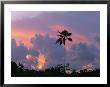 A Palm Tree Silhouetted Against A Colorful Cuban Sunset by Steve Winter Limited Edition Pricing Art Print