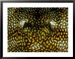 A Close View Of The Eyes And Brightly Colored Patterned Skin Of A Tropical Reef Fish by Wolcott Henry Limited Edition Print